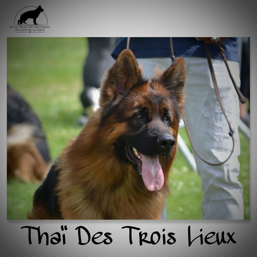 CH. Thai Des Trois Lieux