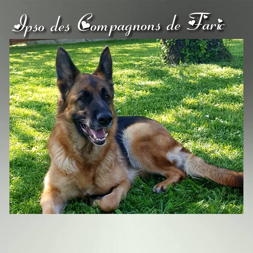 Ipso les compagnons de faric