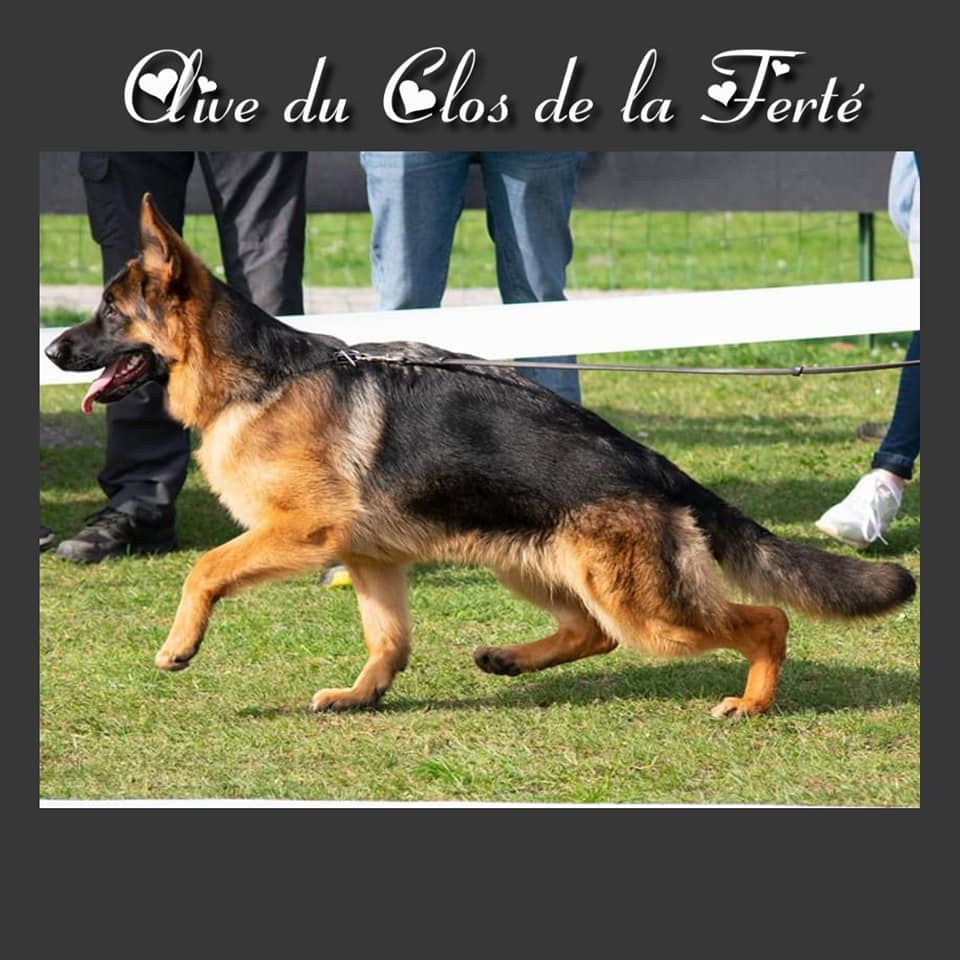 Olive du Clos De La Ferté