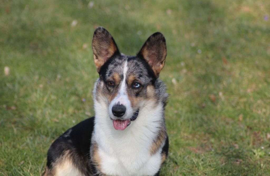 CH. Silvester de bureba