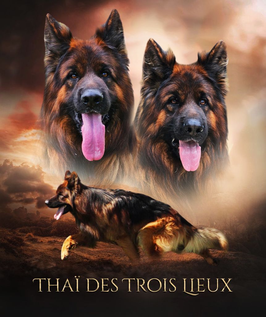 CH. Thai Des Trois Lieux