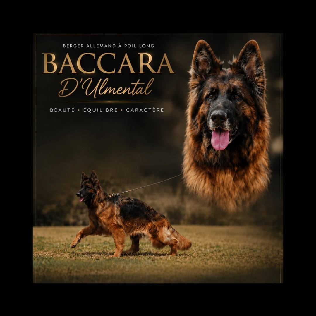 Baccara D'Ulmental Titre Initial