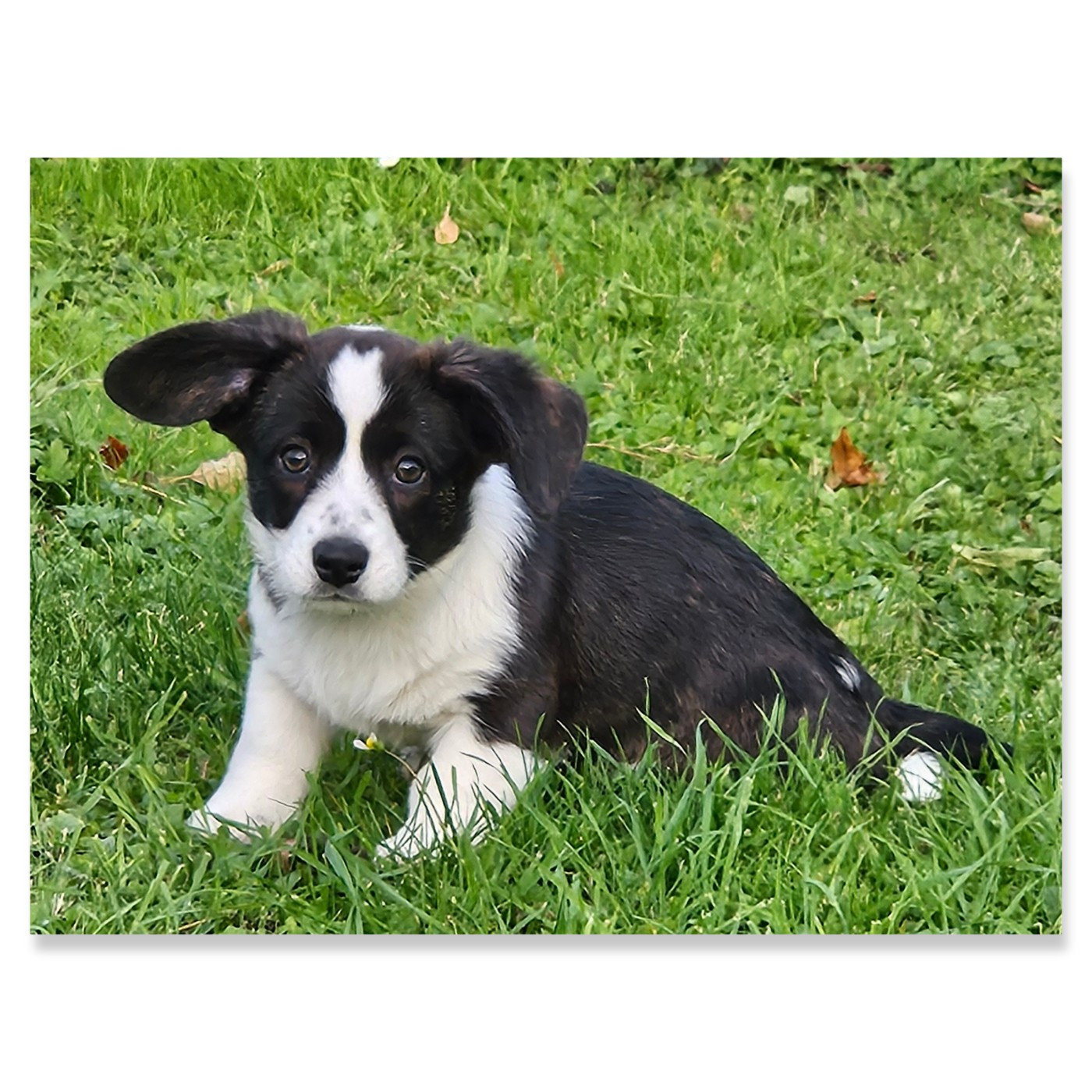 Reste 2 chiots corgi cardigan disponible