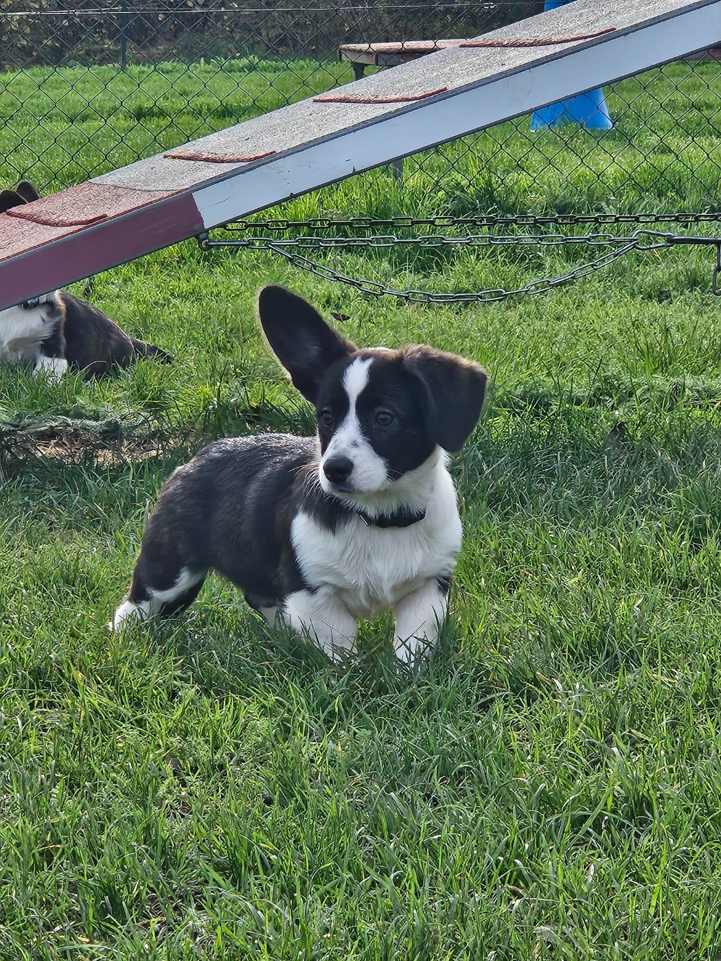 Reste 2 chiots corgi cardigan disponible
