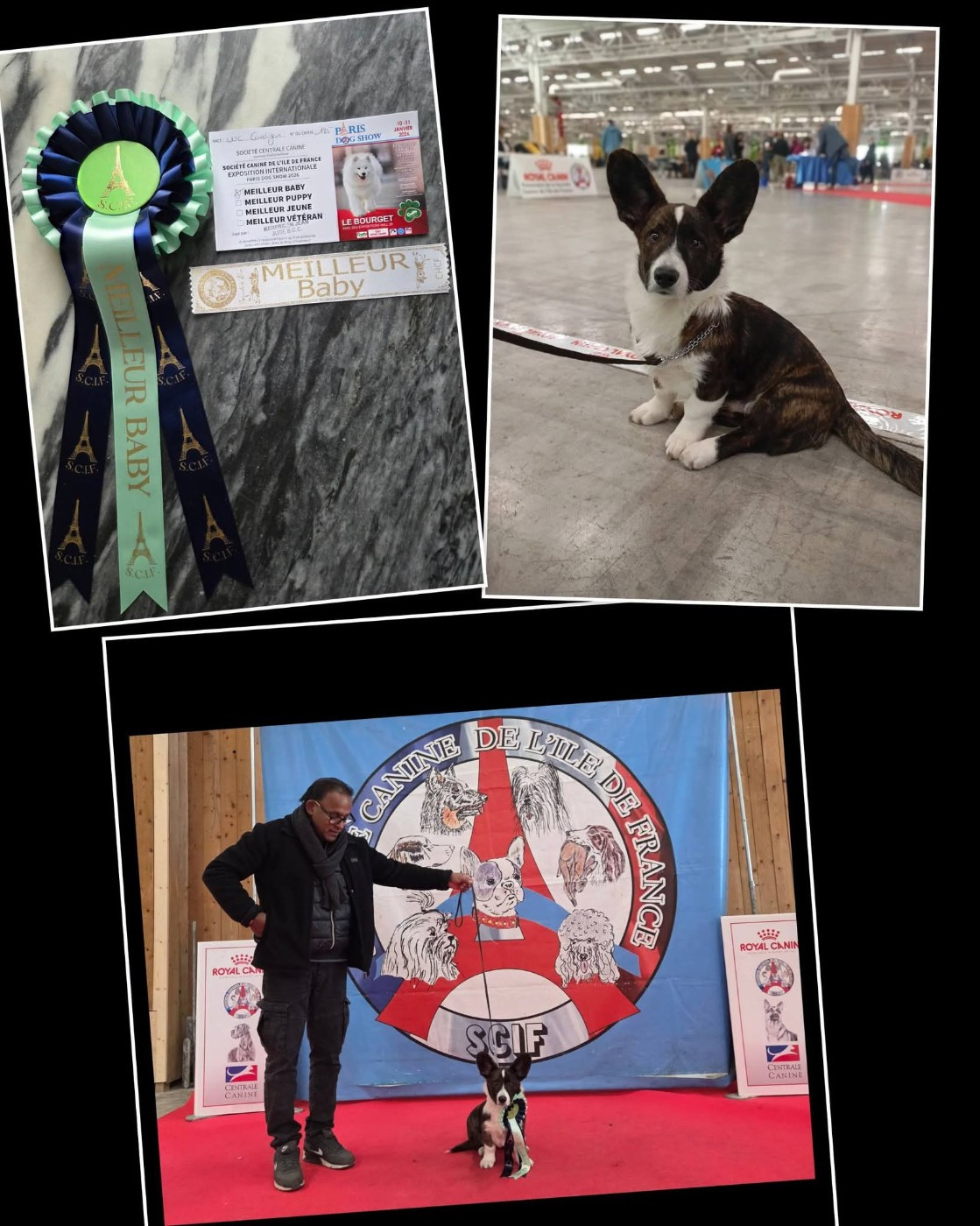 Résultat Paris Dog show 2026