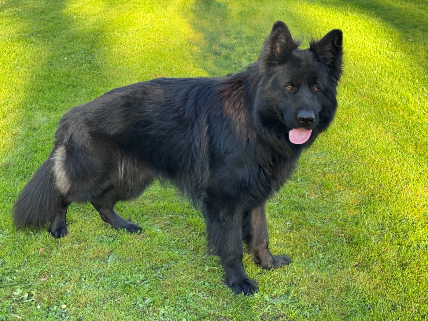 du Clos De La Ferté - Mâle poil long à placer