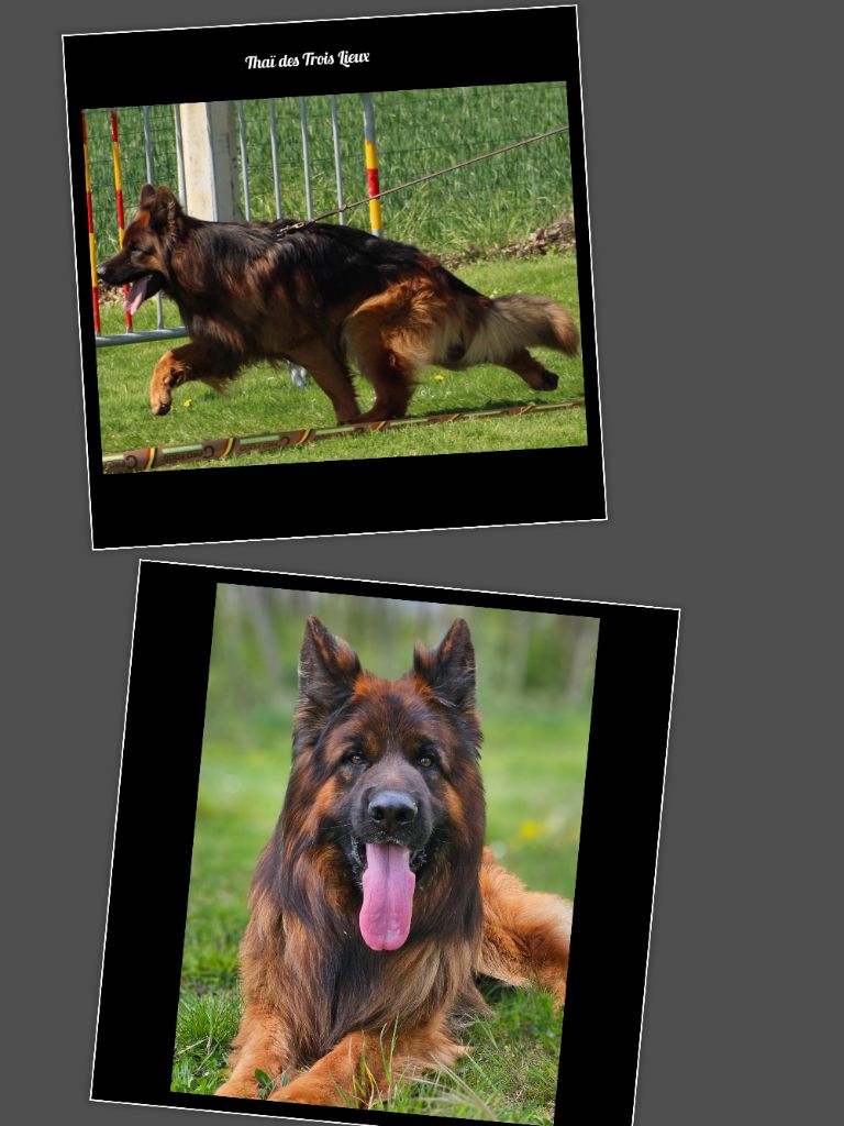 THAÏ des Trois Lieux disponible pour saillie 