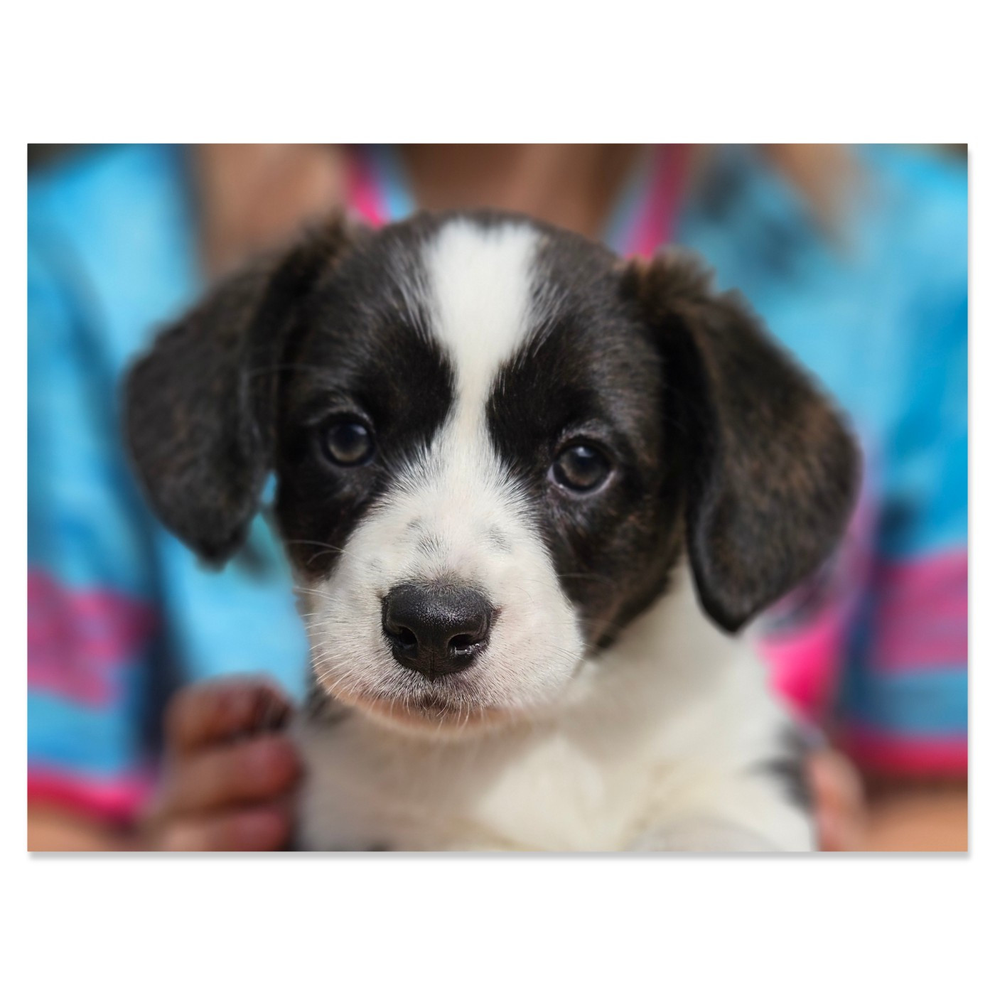 du Clos De La Ferté - Chiots disponibles - Welsh Corgi Cardigan