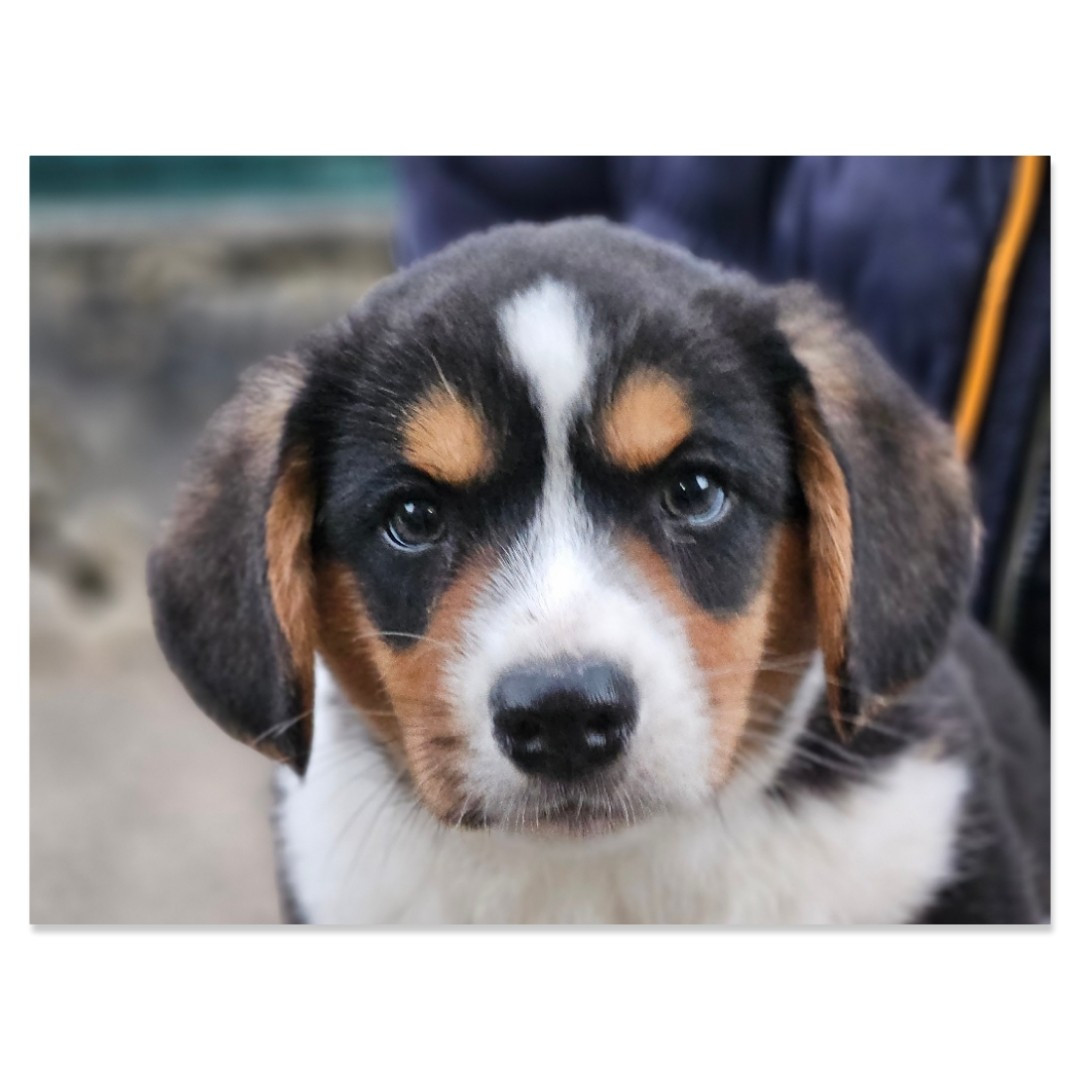 du Clos De La Ferté - Chiots disponibles - Welsh Corgi Cardigan