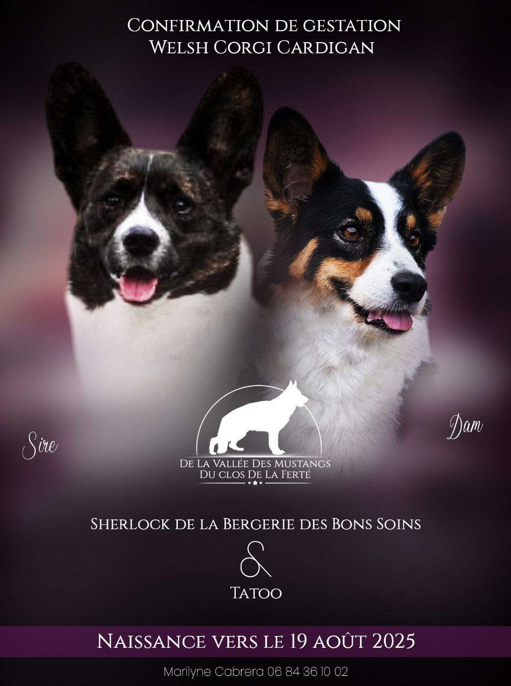 Chiot Welsh Corgi Cardigan du Clos De La Ferté