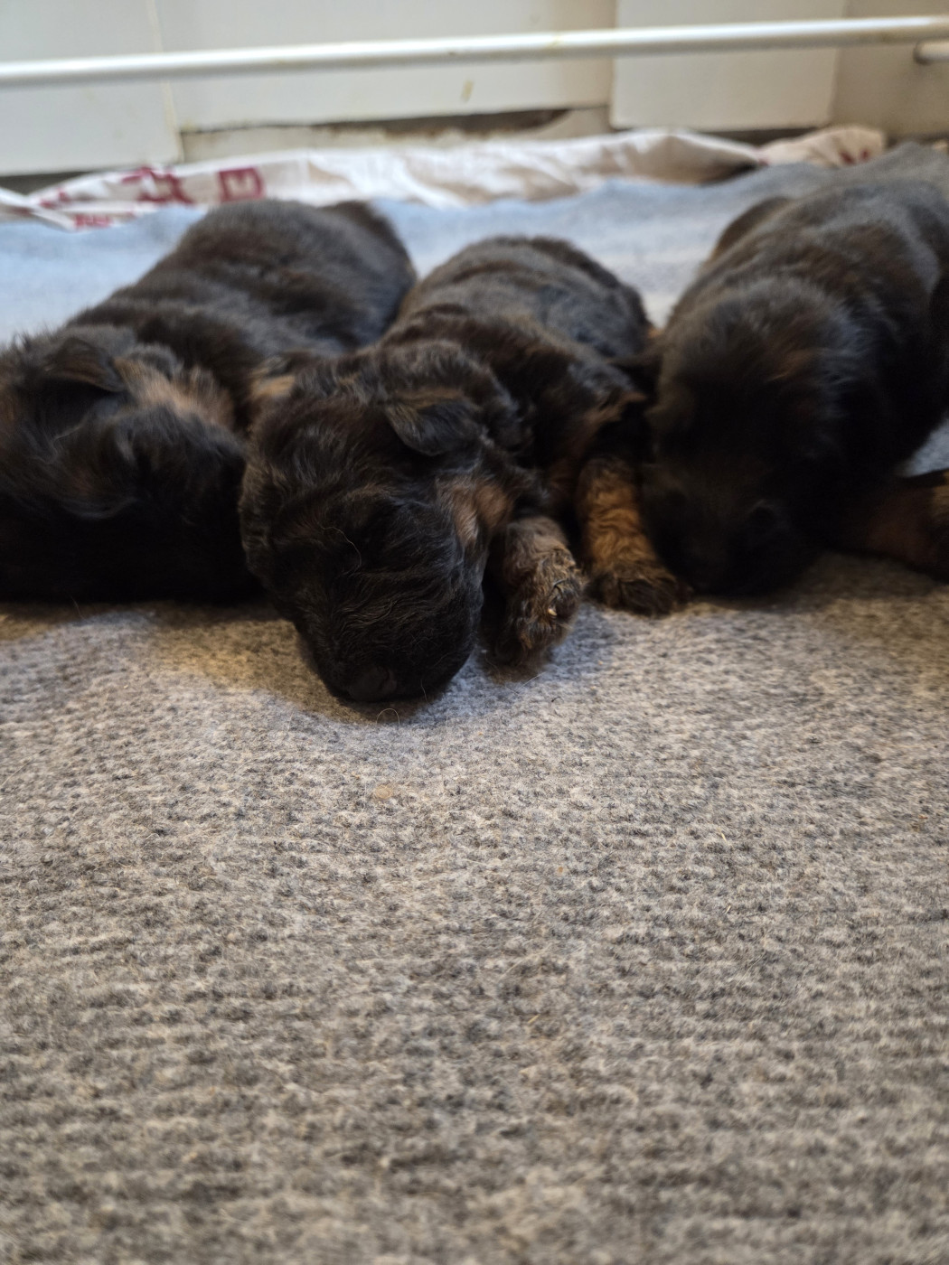 Chiot Berger Allemand Poil Long du Clos De La Ferté