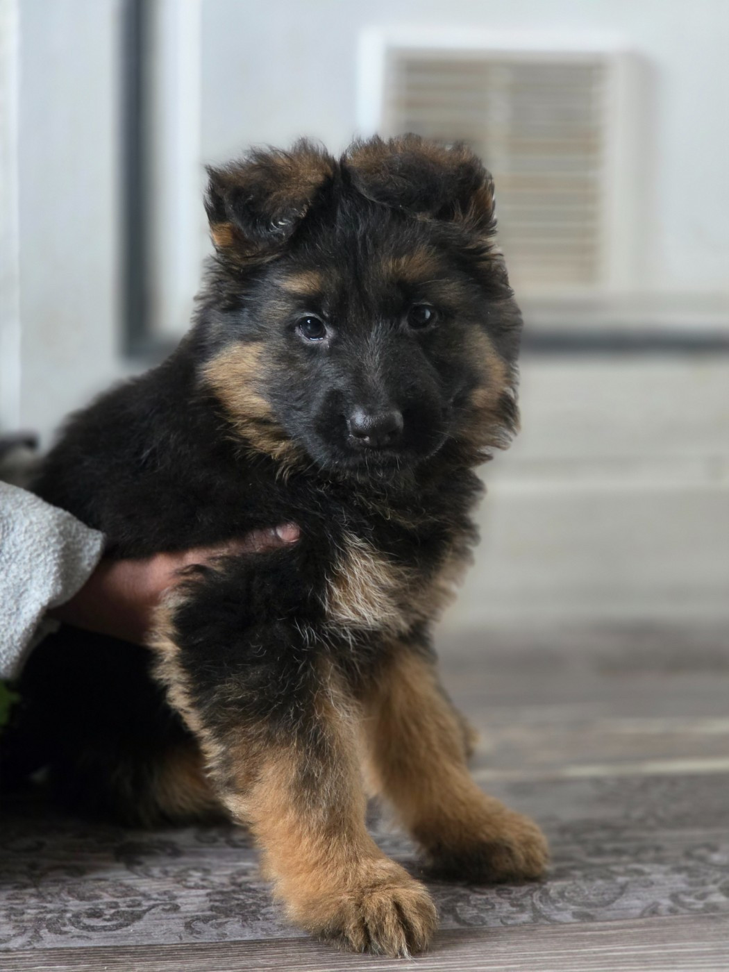 du Clos De La Ferté - Chiots disponibles - Berger Allemand Poil Long