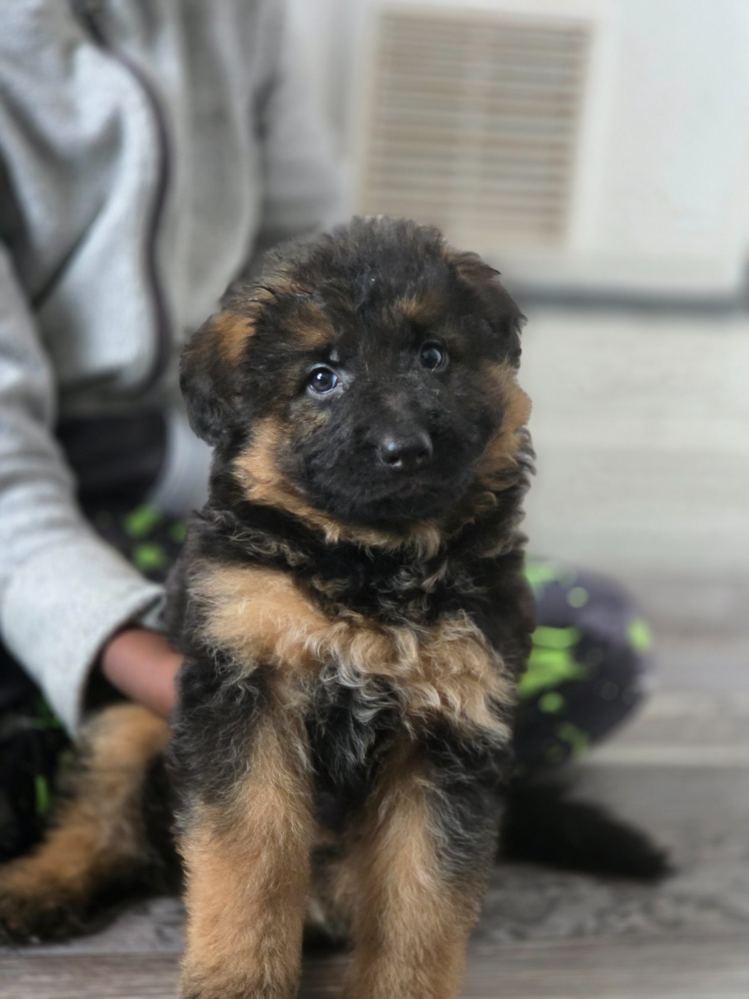 du Clos De La Ferté - Chiots disponibles - Berger Allemand Poil Long