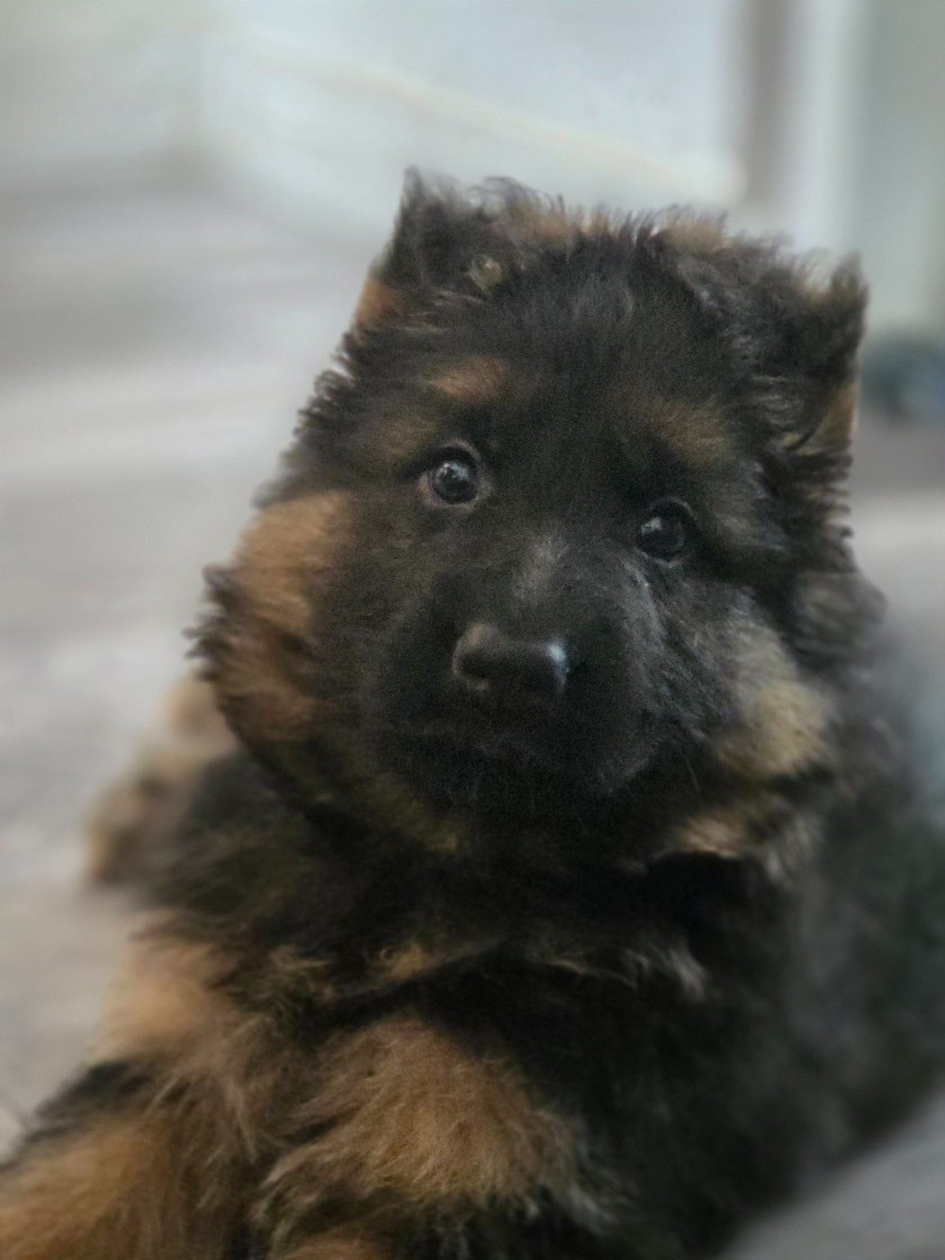 Chiot Berger Allemand Poil Long du Clos De La Ferté
