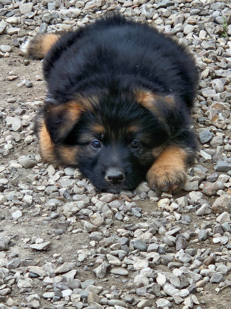 du Clos De La Ferté - Chiots disponibles - Berger Allemand Poil Long