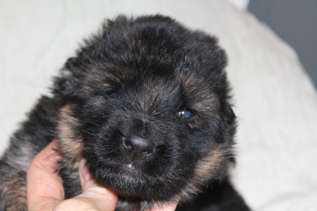 du Clos De La Ferté - Berger Allemand Poil Long - Portée née le 01/01/2019