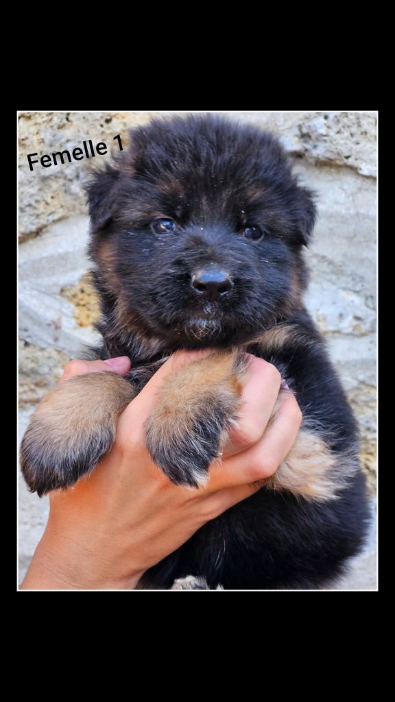 du Clos De La Ferté - Chiots disponibles - Berger Allemand Poil Long