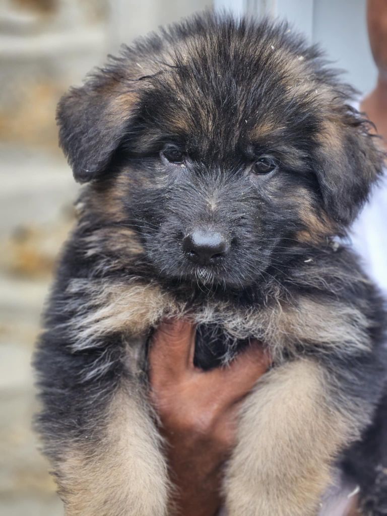 du Clos De La Ferté - Chiots disponibles - Berger Allemand Poil Long