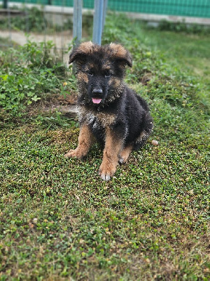 CHIOT 2
