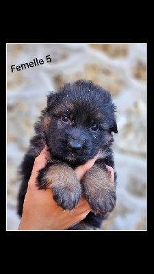 CHIOT 7