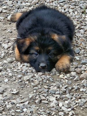 CHIOT 8
