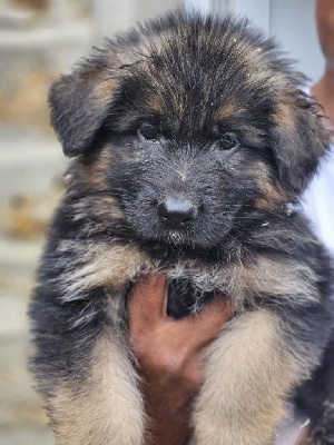 CHIOT 9