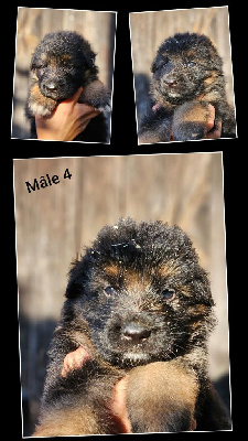 CHIOT 4