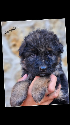 CHIOT 6