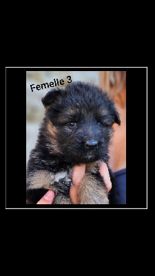 CHIOT 10