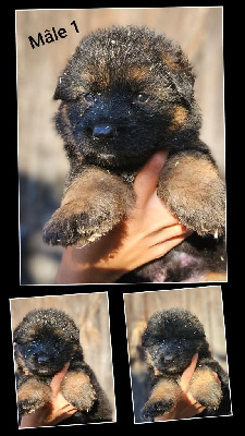 CHIOT 1