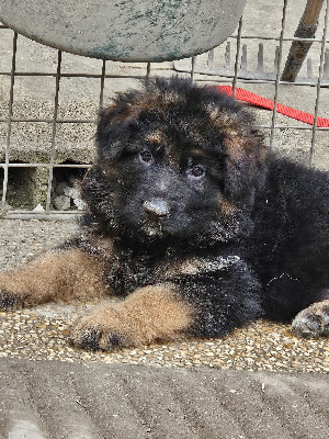 CHIOT 2