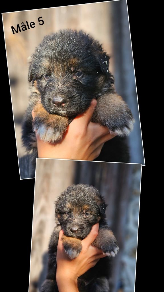 du Clos De La Ferté - Chiots disponibles - Berger Allemand Poil Long