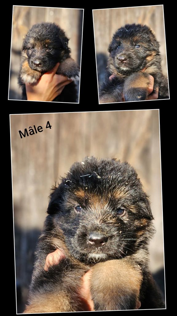 du Clos De La Ferté - Chiots disponibles - Berger Allemand Poil Long