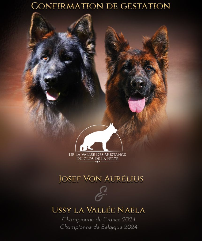 Chiot Berger Allemand Poil Long du Clos De La Ferté