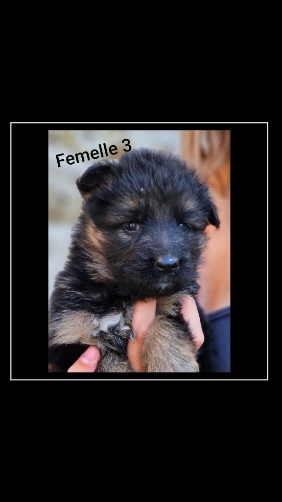 du Clos De La Ferté - Chiots disponibles - Berger Allemand Poil Long
