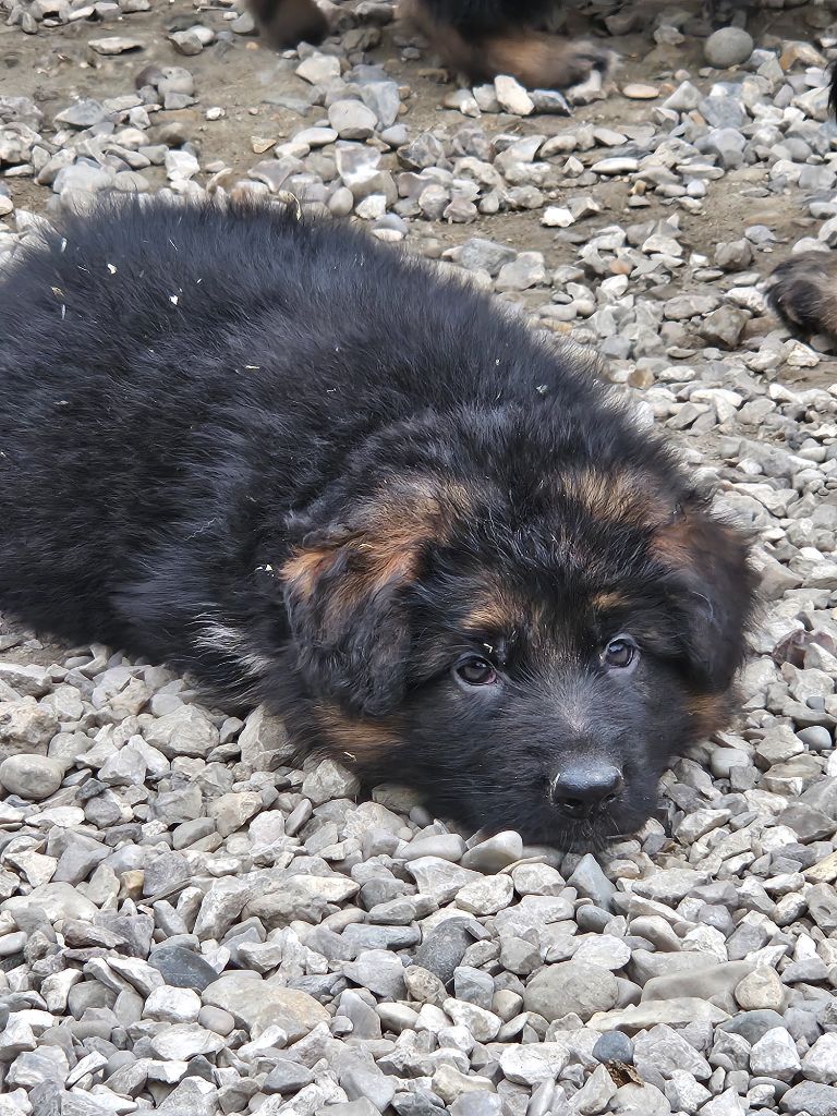 du Clos De La Ferté - Chiots disponibles - Berger Allemand Poil Long