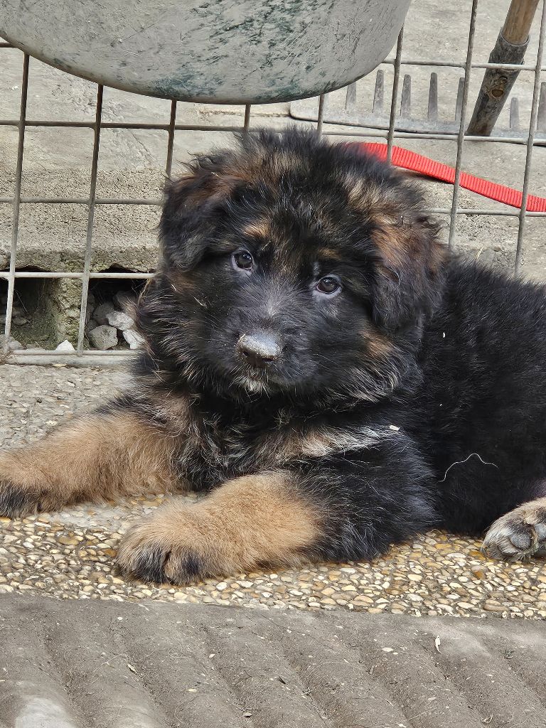 du Clos De La Ferté - Chiots disponibles - Berger Allemand Poil Long